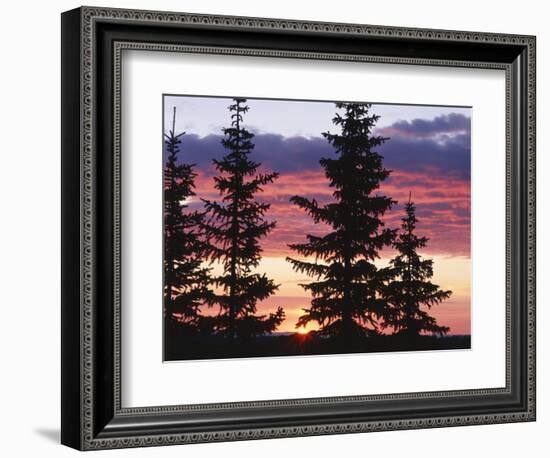 Sierra Madre Range with Spruce Tree, Medicine Bow National Forest, Wyoming, USA-Scott T. Smith-Framed Photographic Print