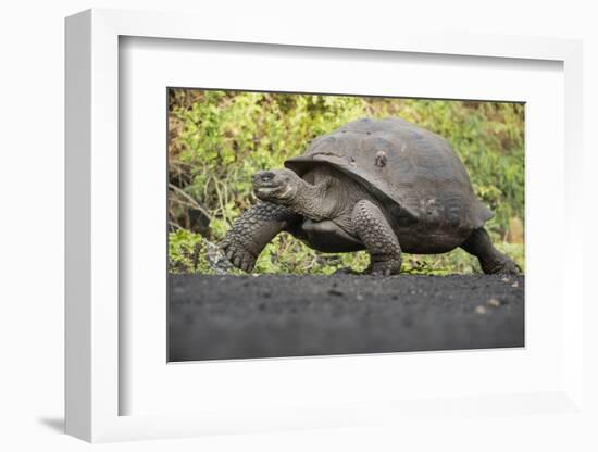 Sierra Negra giant tortoise walking, Isabela Island, Galapagos-Tui De Roy-Framed Photographic Print