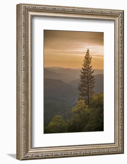 Sierra Nevada Mountains with Ponderosa Pine-Richard T Nowitz-Framed Photographic Print