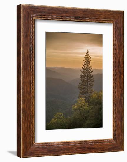 Sierra Nevada Mountains with Ponderosa Pine-Richard T Nowitz-Framed Photographic Print