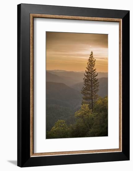 Sierra Nevada Mountains with Ponderosa Pine-Richard T Nowitz-Framed Photographic Print