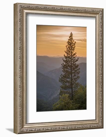 Sierra Nevada Mountains with Ponderosa Pine-Richard T Nowitz-Framed Photographic Print