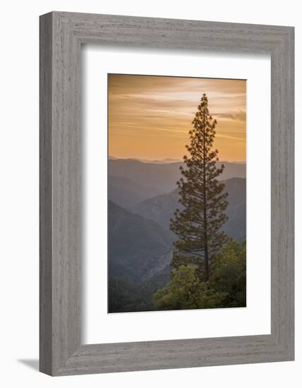 Sierra Nevada Mountains with Ponderosa Pine-Richard T Nowitz-Framed Photographic Print