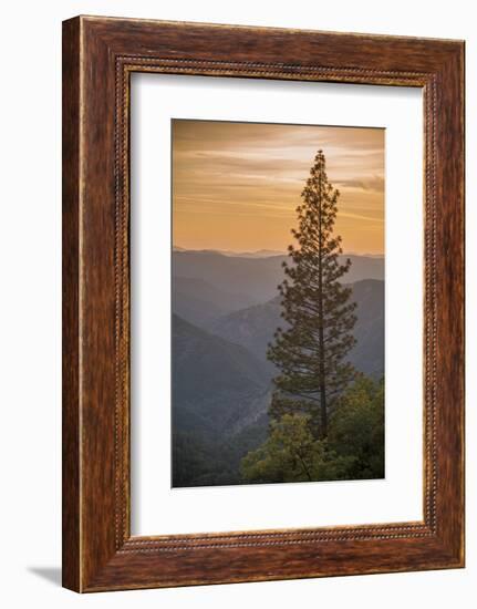 Sierra Nevada Mountains with Ponderosa Pine-Richard T Nowitz-Framed Photographic Print