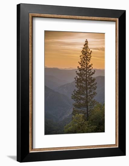 Sierra Nevada Mountains with Ponderosa Pine-Richard T Nowitz-Framed Photographic Print