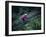 Sierras, California, USA-null-Framed Photographic Print