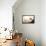 Siesta Dog-Javier Brosch-Framed Premier Image Canvas displayed on a wall