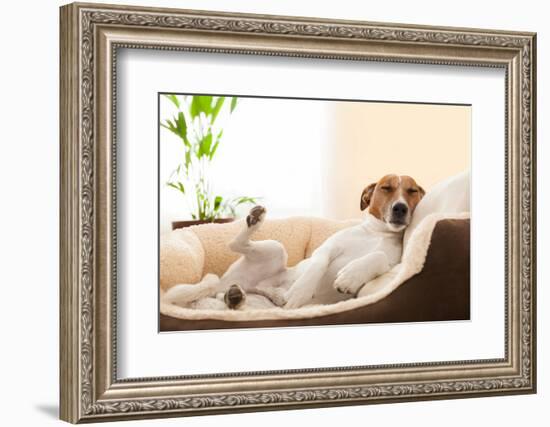 Siesta Dog-Javier Brosch-Framed Photographic Print