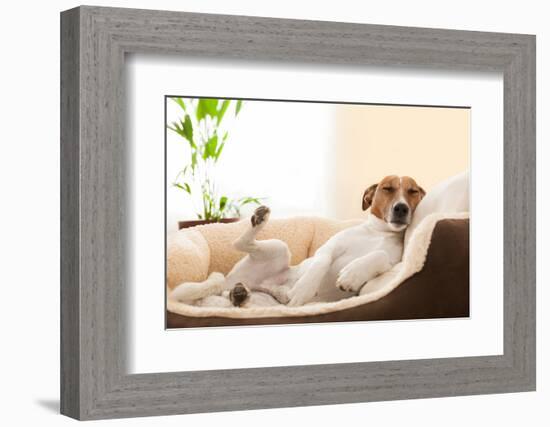 Siesta Dog-Javier Brosch-Framed Photographic Print