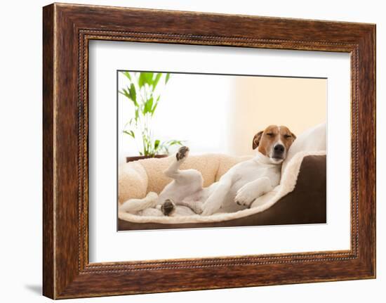 Siesta Dog-Javier Brosch-Framed Photographic Print