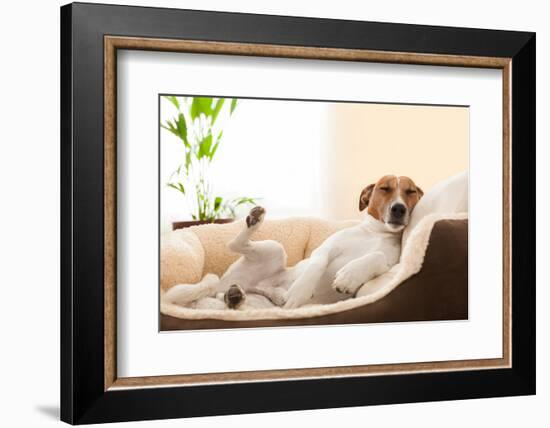 Siesta Dog-Javier Brosch-Framed Photographic Print