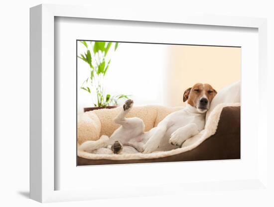 Siesta Dog-Javier Brosch-Framed Photographic Print