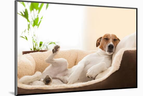 Siesta Dog-Javier Brosch-Mounted Photographic Print