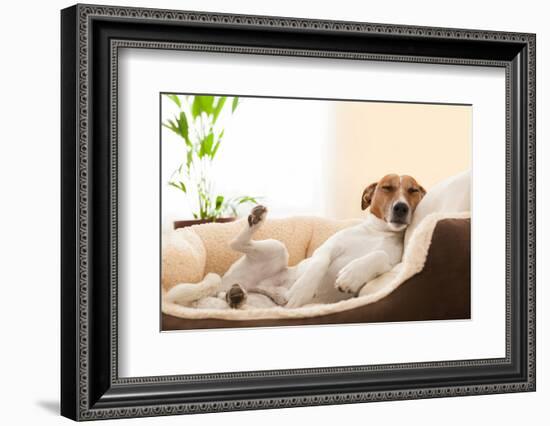 Siesta Dog-Javier Brosch-Framed Photographic Print