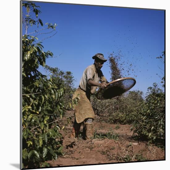 Sifting Coffee Beans Nova Esperanca Parana, Brazil-null-Mounted Photographic Print