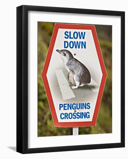 Sign Warning Drivers About Penguins in the Road, Wellington, North Island, New Zealand-Don Smith-Framed Photographic Print