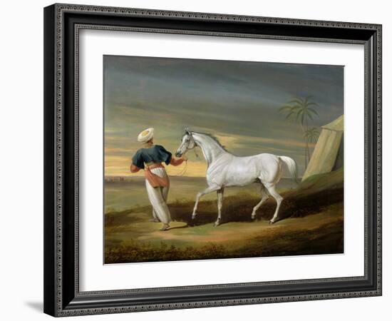 Signal, a Grey Arab, with a Groom in the Desert (Oil on Panel)-David of York Dalby-Framed Giclee Print