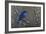 Signals of Spring - Eastern Bluebird-Wilhelm Goebel-Framed Giclee Print