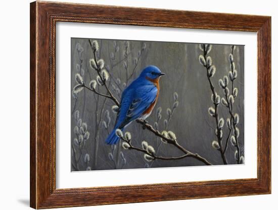 Signals of Spring - Eastern Bluebird-Wilhelm Goebel-Framed Giclee Print