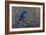 Signals of Spring - Eastern Bluebird-Wilhelm Goebel-Framed Giclee Print