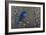 Signals of Spring - Eastern Bluebird-Wilhelm Goebel-Framed Giclee Print