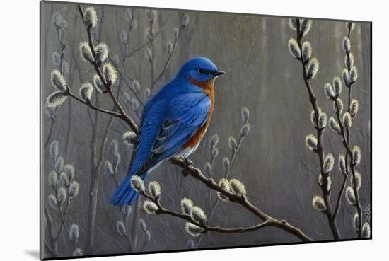 Signals of Spring - Eastern Bluebird-Wilhelm Goebel-Mounted Giclee Print