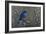 Signals of Spring - Eastern Bluebird-Wilhelm Goebel-Framed Giclee Print