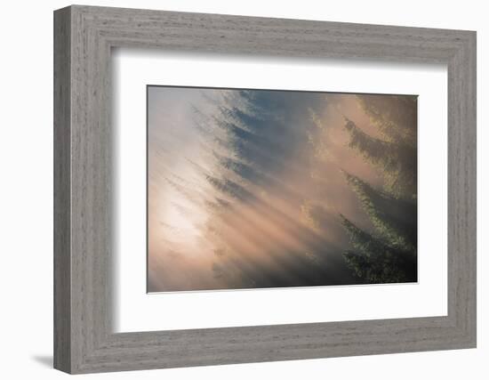 Signs of Autumn-Adrian Popan-Framed Photographic Print