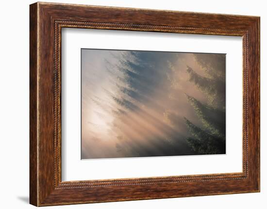 Signs of Autumn-Adrian Popan-Framed Photographic Print