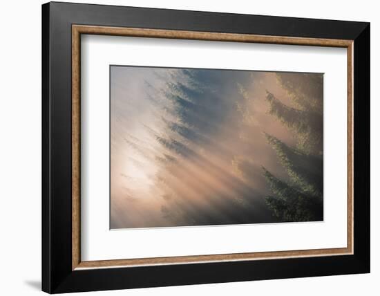 Signs of Autumn-Adrian Popan-Framed Photographic Print