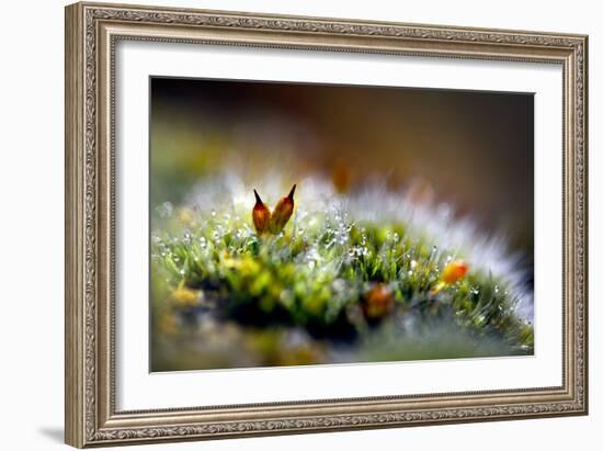 Signs of Spring 1-Ursula Abresch-Framed Photographic Print