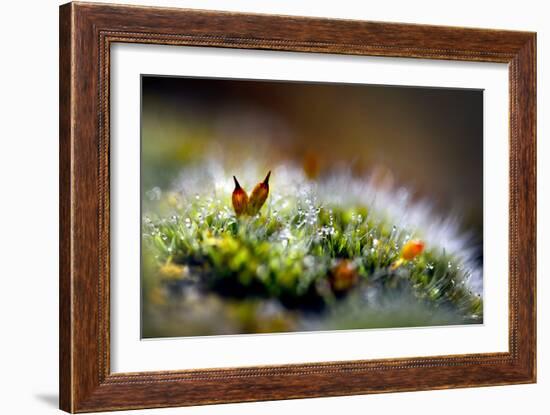 Signs of Spring 1-Ursula Abresch-Framed Photographic Print