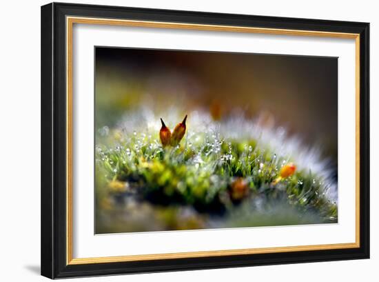 Signs of Spring 1-Ursula Abresch-Framed Photographic Print