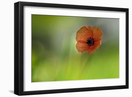 Signs of Spring 2-Ursula Abresch-Framed Photographic Print