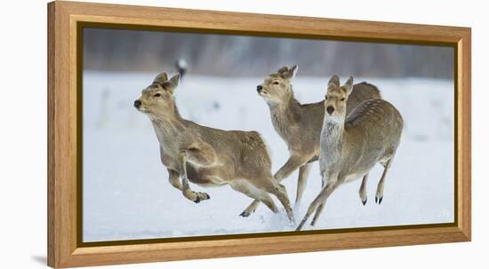 Sika Deer (Cervus Nippon) Three Females Running and Playing in Snow. Hokkaido, Japan, March-Wim van den Heever-Framed Premier Image Canvas