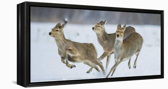 Sika Deer (Cervus Nippon) Three Females Running and Playing in Snow. Hokkaido, Japan, March-Wim van den Heever-Framed Premier Image Canvas