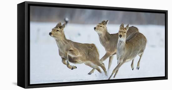 Sika Deer (Cervus Nippon) Three Females Running and Playing in Snow. Hokkaido, Japan, March-Wim van den Heever-Framed Premier Image Canvas