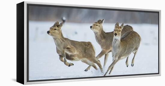 Sika Deer (Cervus Nippon) Three Females Running and Playing in Snow. Hokkaido, Japan, March-Wim van den Heever-Framed Premier Image Canvas