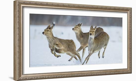 Sika Deer (Cervus Nippon) Three Females Running and Playing in Snow. Hokkaido, Japan, March-Wim van den Heever-Framed Photographic Print