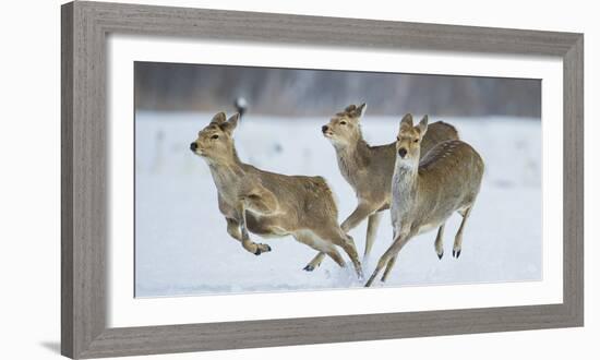 Sika Deer (Cervus Nippon) Three Females Running and Playing in Snow. Hokkaido, Japan, March-Wim van den Heever-Framed Photographic Print