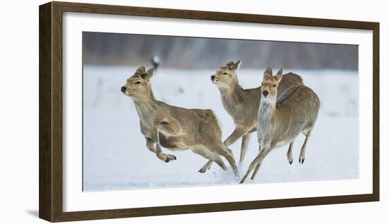 Sika Deer (Cervus Nippon) Three Females Running and Playing in Snow. Hokkaido, Japan, March-Wim van den Heever-Framed Photographic Print