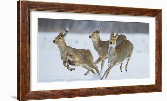 Sika Deer (Cervus Nippon) Three Females Running and Playing in Snow. Hokkaido, Japan, March-Wim van den Heever-Framed Photographic Print