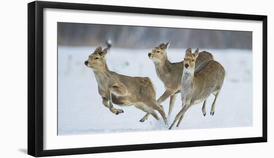 Sika Deer (Cervus Nippon) Three Females Running and Playing in Snow. Hokkaido, Japan, March-Wim van den Heever-Framed Photographic Print