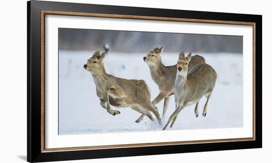 Sika Deer (Cervus Nippon) Three Females Running and Playing in Snow. Hokkaido, Japan, March-Wim van den Heever-Framed Photographic Print