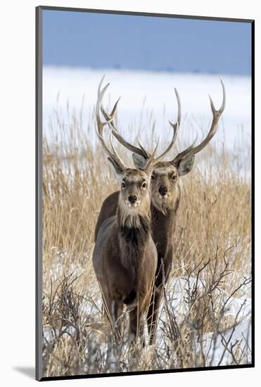 Sika deer, Hokkaido, Japan-Art Wolfe Wolfe-Mounted Photographic Print