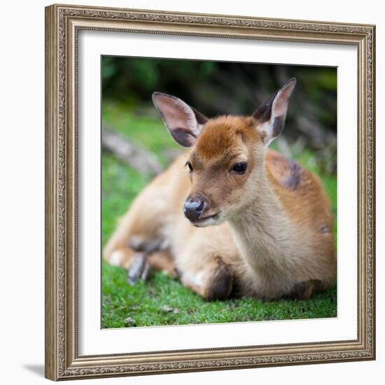 Sika Deer (Lat. Cervus Nippon) Doe-l i g h t p o e t-Framed Photographic Print