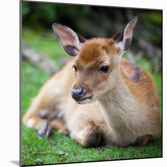 Sika Deer (Lat. Cervus Nippon) Doe-l i g h t p o e t-Mounted Photographic Print