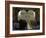 Sikhs at the Entrance to the Golden Temple, Crossing Guru's Bridge, Amritsar, Punjab, India-Jeremy Bright-Framed Photographic Print