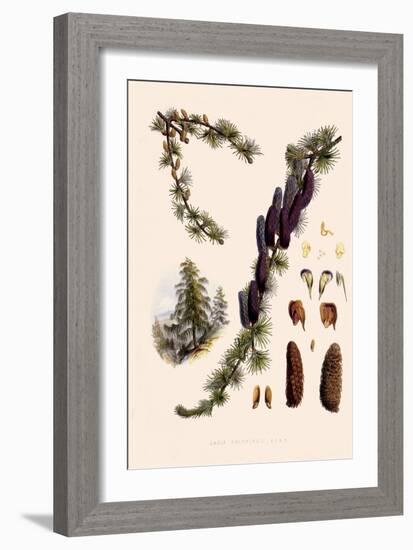 Sikkim Larch-John Nugent Fitch-Framed Giclee Print