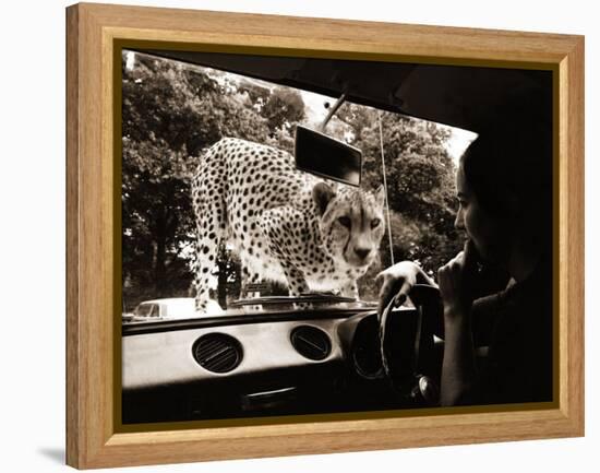 Sikuku the Cheetah Peers into a Car at Woburn Wild Animal Kingdom Bedfordshire, July 1970-null-Framed Premier Image Canvas